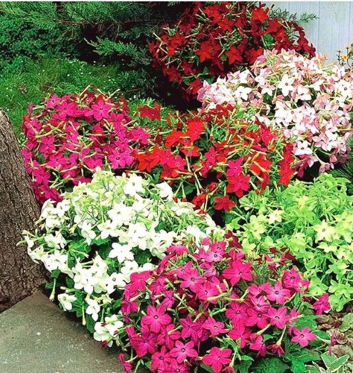 Limity tytoniu w Anglii